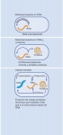Ensamble de moléculas durante la evolución temprana de la vida.