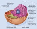 Una célula animal típica