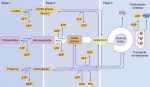 Vías principales del catabolismo y el anabolismo en la célula