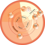 El ciclo celular