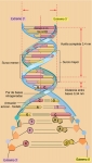 La doble hélice del DNA