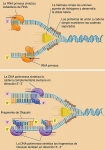 Mecanismo de replicación del DNA