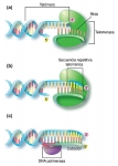 Alargamiento de los extremos de los cromosomas eucariontes por la enzima telomerasa