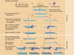 La reacción en cadena de la polimerasa (PCR)