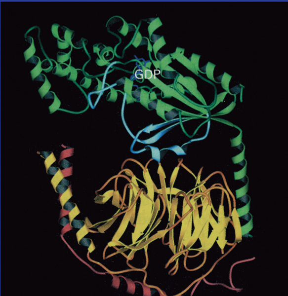 Libro: Helena Curtis - Biologia 7ma Edicion - Estudiatelo