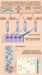 Secuenciación del DNA por el método de Sanger