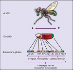 Genes Hox: estructura génica y patrones de expresión en Drosophila melanogaster