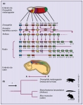 La conservación de los complejos génicos Hox en distintos animales