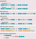 Fig. 16-­6. Las principales anomalías cromosómicas estructurales