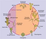 Ciclo de vida del hongo acuático Allomyces macrogynus