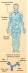 El sistema linfático humano