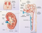 El riñón humano