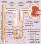 La formación de orina hiperosmótica en una nefrona humana