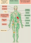 Componentes del sistema inmune humano