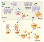 La acción de los linfocitos T helper