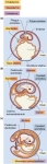 (a) Un mapa de destino de los anfibios que muestra los grupos de células en la blástula que, en el curso de la gastrulación y del desarrollo posterior, originan los tejidos de la larva, el renacuajo. Una comparación de la posición de grupos de células particulares en la blástula con su posición final dentro del renacuajo pone de relieve el enorme grado de reorganización celular que ocurre durante el desarrollo de los anfibios. (b) Las capas de tejido que se forman como consecuencia de la gastrulación originan luego, por el proceso de diferenciación, las células y los tejidos especializados del animal adulto. Este patrón de diferenciación es característico de todos los vertebrados.