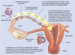 Desarrollo embrionario humano desde la fecundación hasta la implantación