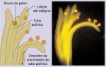 Tubo polínico en crecimiento de Geranium maculatum