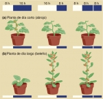 Respuestas de distintas plantas a cambios en el fotoperíodo